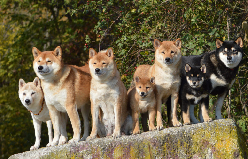 これを見れば柴犬の全部が分かる 可愛い家族を大切にする飼い主のための豆知識 犬のことならお任せください Pochipochi