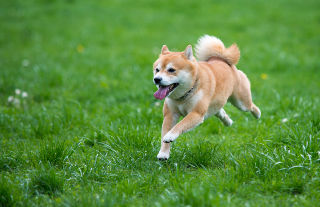 これを見れば柴犬の全部が分かる 可愛い家族を大切にする飼い主のための豆知識 犬のことならお任せください Pochipochi