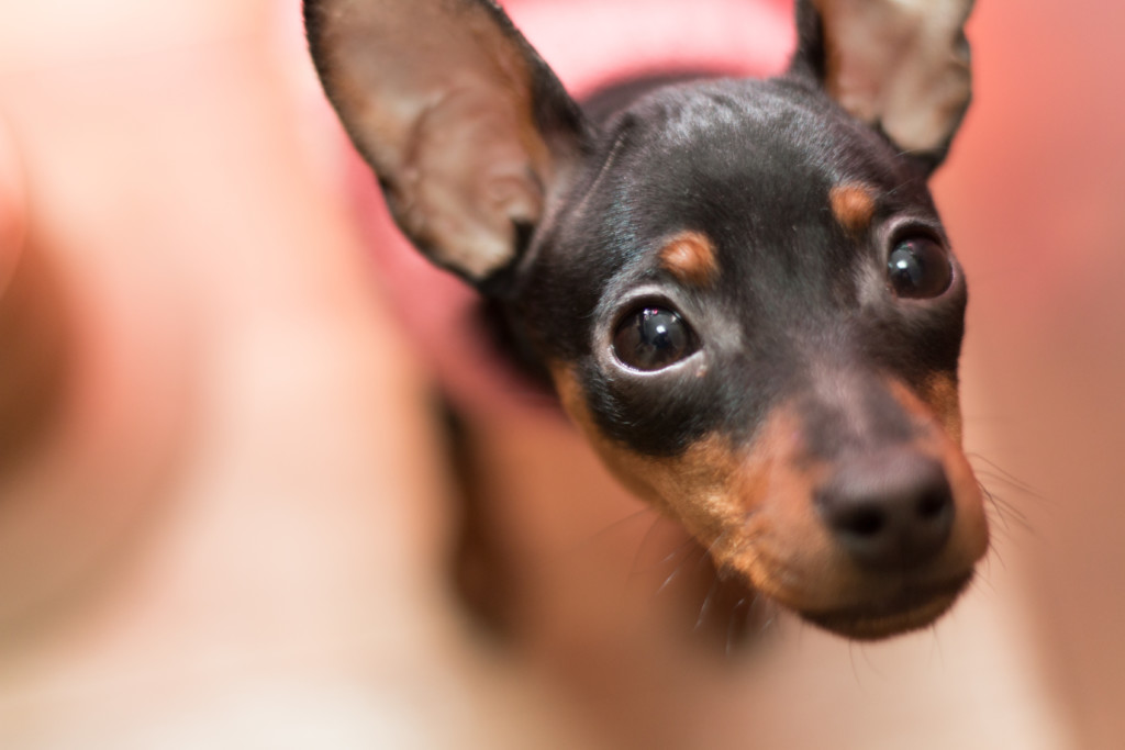 これを見ればミニチュアピンシャーの全部が分かる 可愛い家族を大切にする飼い主のための豆知識 犬のことならお任せください Pochipochi