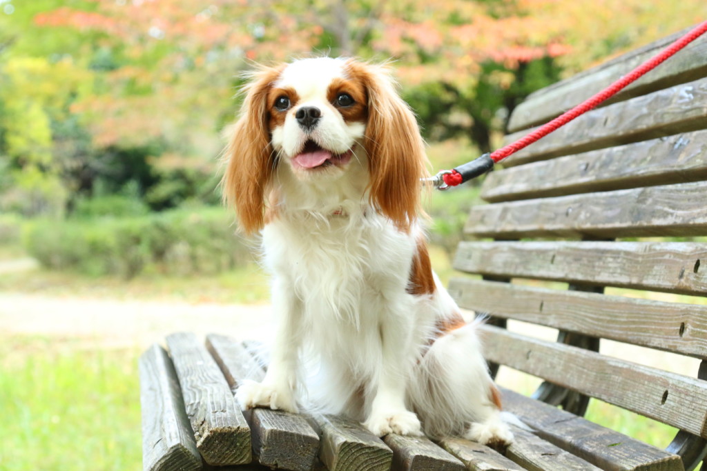 これを見ればキャバリアキングチャールズスパニエルの全部が分かる 可愛い家族を大切にする飼い主のための豆知識 犬のことならお任せください Pochipochi