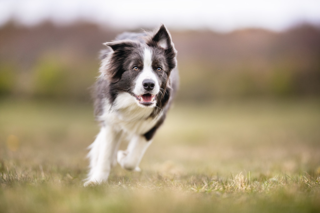 これを見ればボーダーコリーの全部が分かる 可愛い家族を大切にする飼い主のための豆知識 犬のことならお任せください Pochipochi