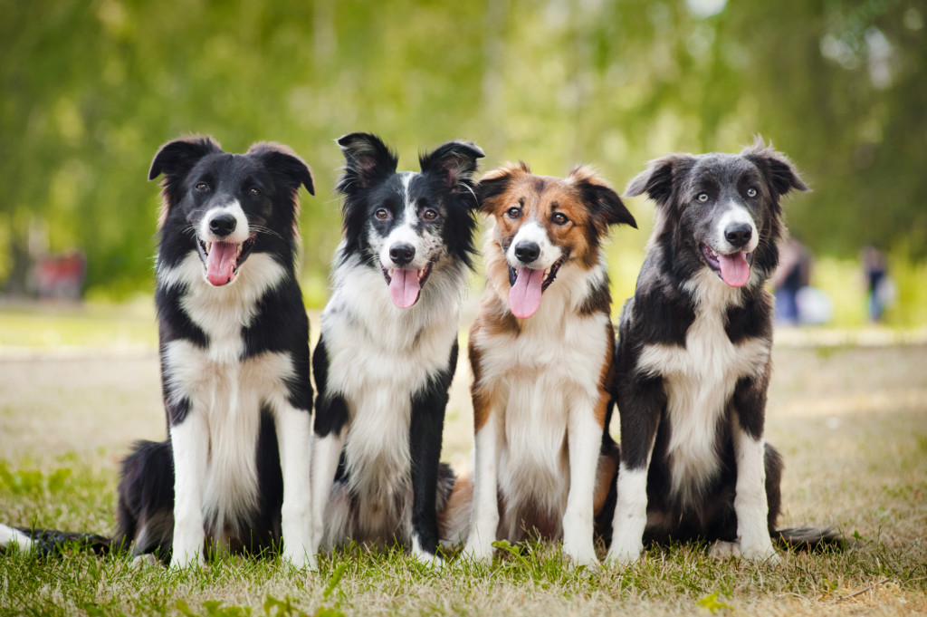 これを見ればボーダーコリーの全部が分かる 可愛い家族を大切にする飼い主のための豆知識 犬のことならお任せください Pochipochi