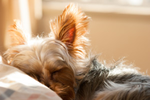 これを見ればヨークシャーテリアの全部が分かる！可愛い家族を大切にする飼い主のための豆知識。