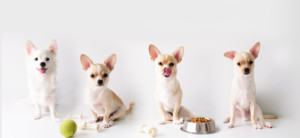 これを見ればチワワの全部が分かる！可愛い家族を大切にする飼い主のための豆知識。