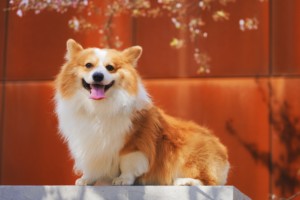 これを見ればウェルシュコーギーペンブロークの全部が分かる！可愛い家族を大切にする飼い主のための豆知識。