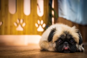 これを見ればペキニーズの全部が分かる！可愛い家族を大切にする飼い主のための豆知識。