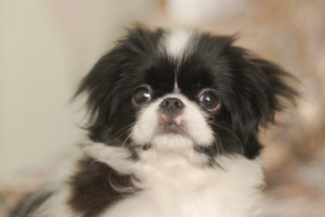 これを見れば狆の全部が分かる！可愛い家族を大切にする飼い主のための豆知識。