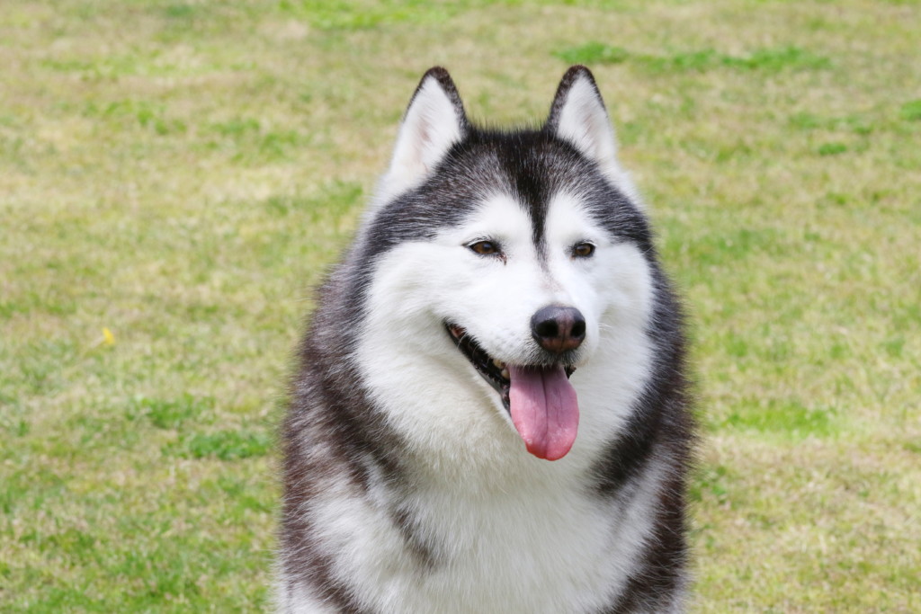 これを見ればシベリアンハスキー の全部が分かる 可愛い家族を大切にする飼い主のための豆知識 犬のことならお任せください Pochipochi