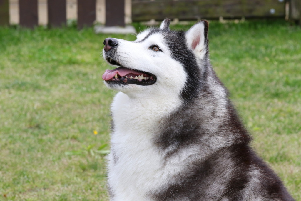 これを見ればシベリアンハスキー の全部が分かる 可愛い家族を大切にする飼い主のための豆知識 愛犬とpochipochi