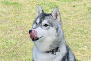 これを見ればシベリアンハスキー の全部が分かる！可愛い家族を大切にする飼い主のための豆知識。