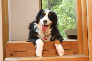 これを見ればバーニーズマウンテンドッグの全部が分かる！可愛い家族を大切にする飼い主のための豆知識。