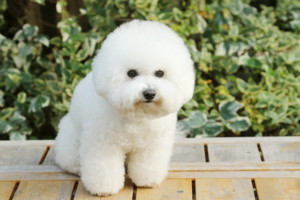 これを見ればビションフリーゼの全部が分かる！可愛い家族を大切にする飼い主のための豆知識。