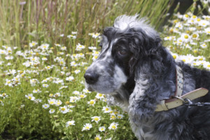 これを見ればイングリッシュコッカースパニエルの全部が分かる！可愛い家族を大切にする飼い主のための豆知識。