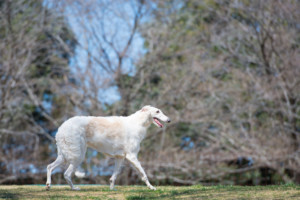 これを見ればボルゾイ の全部が分かる！可愛い家族を大切にする飼い主のための豆知識。