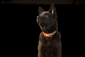 これを見れば甲斐犬の全部が分かる！可愛い家族を大切にする飼い主のための豆知識。