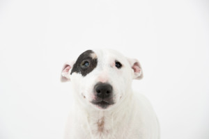 これを見ればミニチュアブルテリアの全部が分かる！可愛い家族を大切にする飼い主のための豆知識。