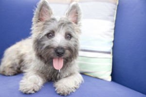 これを見ればケアーンテリアの全部が分かる！可愛い家族を大切にする飼い主のための豆知識。