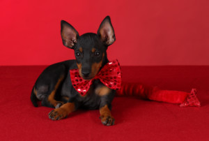 これを見ればトイマンチェスターテリアの全部が分かる！可愛い家族を大切にする飼い主のための豆知識。