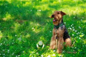これを見ればウェルシュテリアの全部が分かる！可愛い家族を大切にする飼い主のための豆知識。