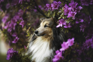 これを見ればラフコリーの全部が分かる！可愛い家族を大切にする飼い主のための豆知識。