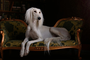 これを見ればサルーキの全部が分かる！可愛い家族を大切にする飼い主のための豆知識。