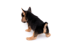 これを見ればノーリッチテリアの全部が分かる！可愛い家族を大切にする飼い主のための豆知識。