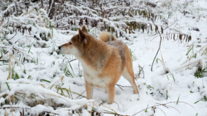 これを見れば北海道犬の全部が分かる！可愛い家族を大切にする飼い主のための豆知識。