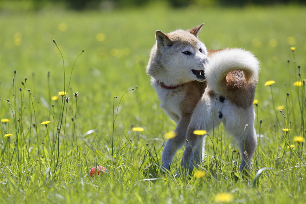 これを見れば北海道犬の全部が分かる 可愛い家族を大切にする飼い主のための豆知識 犬のことならお任せください Pochipochi