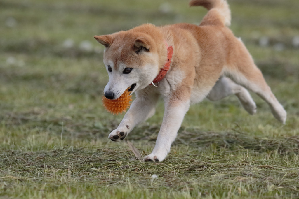 これを見れば北海道犬の全部が分かる 可愛い家族を大切にする飼い主のための豆知識 犬のことならお任せください Pochipochi
