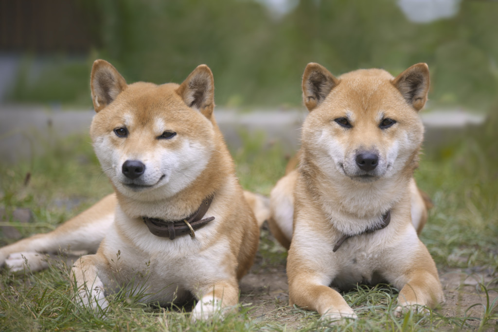 これを見れば北海道犬の全部が分かる 可愛い家族を大切にする飼い主のための豆知識 愛犬とpochipochi