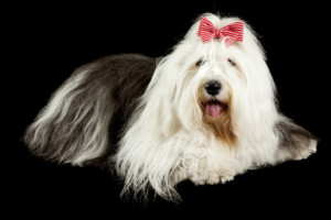 これを見ればオールドイングリッシュシープドッグの全部が分かる！可愛い家族を大切にする飼い主のための豆知識。