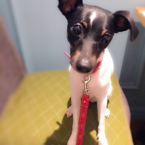 これを見れば日本テリアの全部が分かる！可愛い家族を大切にする飼い主のための豆知識。