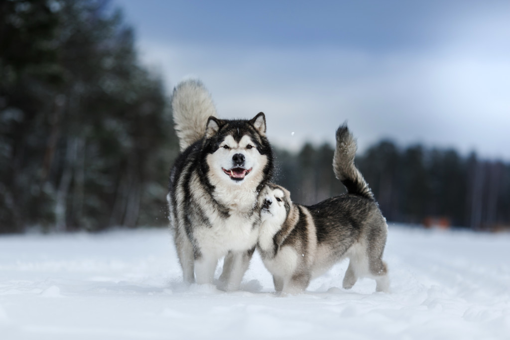 これを見ればアラスカンマラミュートの全部が分かる 可愛い家族を大切にする飼い主のための豆知識 犬のことならお任せください Pochipochi