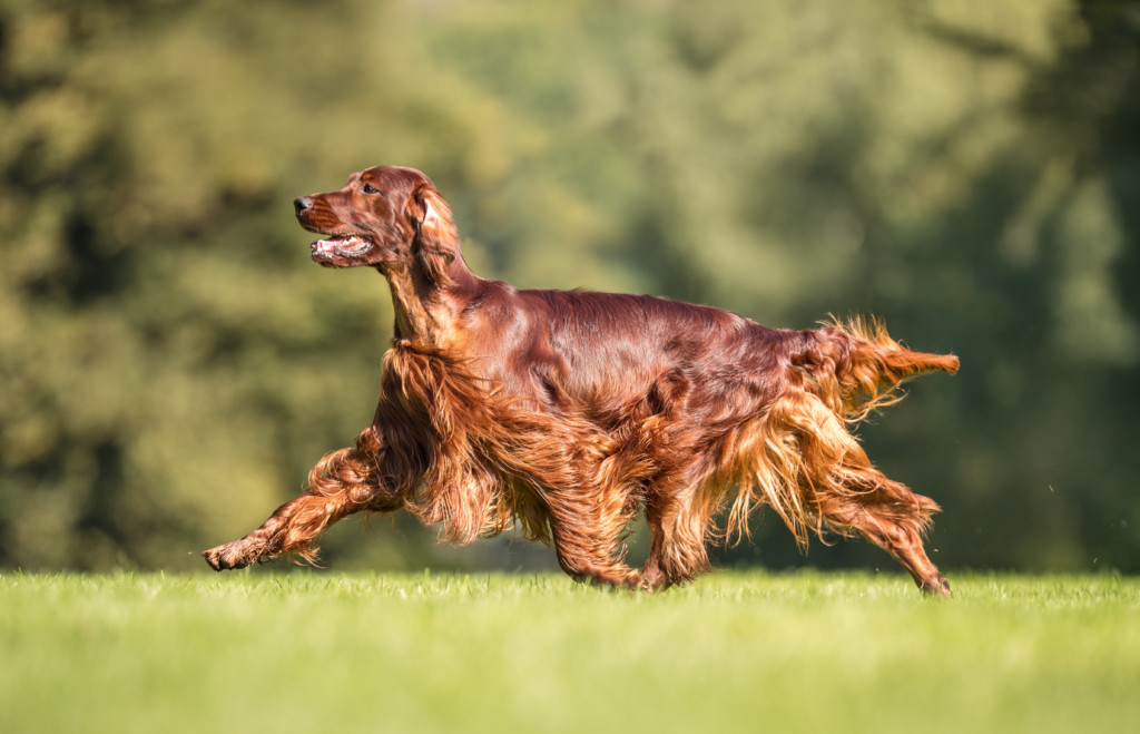 これを見ればアイリッシュセターの全部が分かる 可愛い家族を大切にする飼い主のための豆知識 犬のことならお任せください Pochipochi