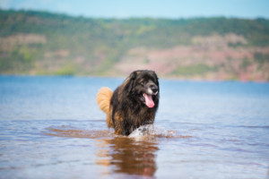 これを見ればレオンベルガーの全部が分かる！可愛い家族を大切にする飼い主のための豆知識。