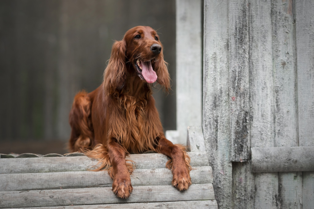 これを見ればアイリッシュセターの全部が分かる 可愛い家族を大切にする飼い主のための豆知識 愛犬とpochipochi