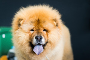 これを見ればチャウチャウの全部が分かる！可愛い家族を大切にする飼い主のための豆知識。