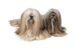 これを見ればラサアプソの全部が分かる！可愛い家族を大切にする飼い主のための豆知識。