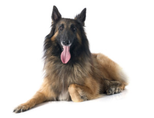 これを見ればベルジアンシェパードドッグタービュレンの全部が分かる！可愛い家族を大切にする飼い主のための豆知識。