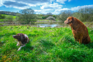これを見ればチェサピークベイレトリーバーの全部が分かる！可愛い家族を大切にする飼い主のための豆知識。