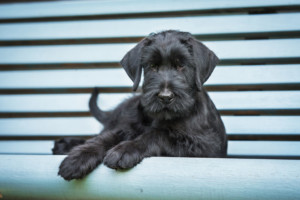 これを見ればジャイアントシュナウザーの全部が分かる！可愛い家族を大切にする飼い主のための豆知識。