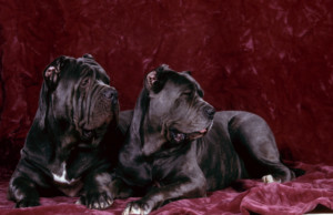 これを見ればナポリタンマスティフの全部が分かる！可愛い家族を大切にする飼い主のための豆知識。