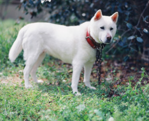 これを見れば紀州犬の全部が分かる！可愛い家族を大切にする飼い主のための豆知識。