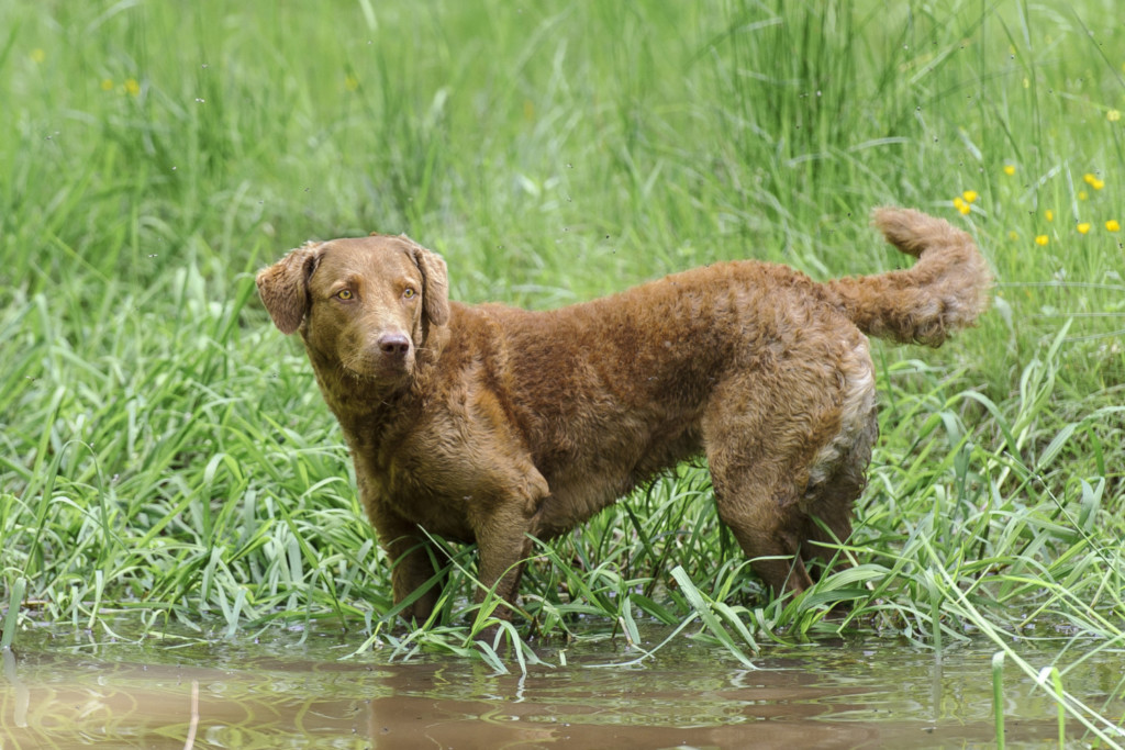 これを見ればチェサピークベイレトリーバーの全部が分かる 可愛い家族を大切にする飼い主のための豆知識 愛犬とpochipochi