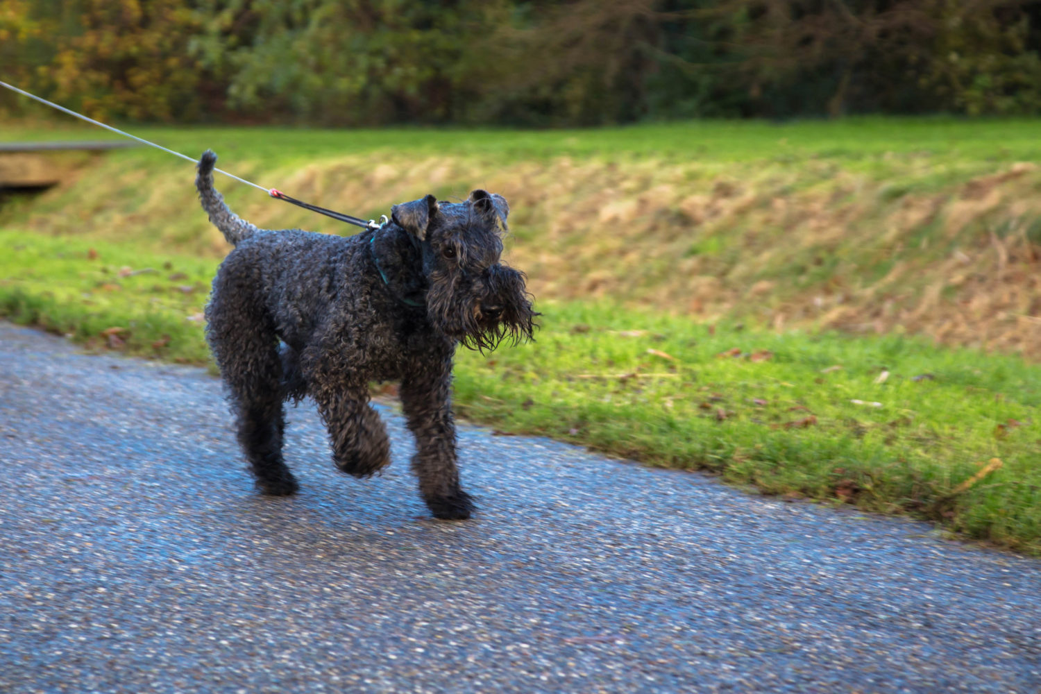 ケリーブルーテリア：犬種の特徴と飼い方