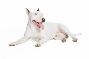 これを見ればブルテリアの全部が分かる！可愛い家族を大切にする飼い主のための豆知識。