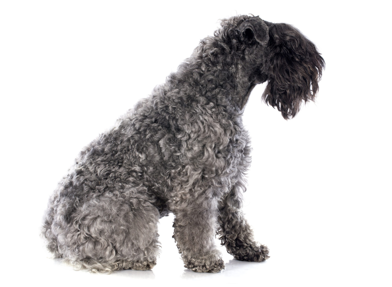 ケリーブルーテリア：犬種の特徴と飼い方