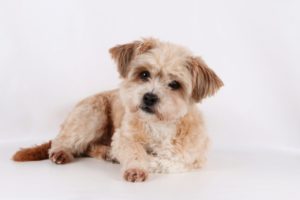 これを見ればハバニーズの全部が分かる！可愛い家族を大切にする飼い主のための豆知識。