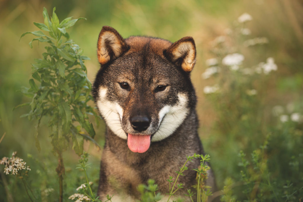 これを見れば四国犬の全部が分かる 可愛い家族を大切にする飼い主のための豆知識 愛犬とpochipochi