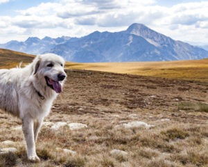 これを見ればピレニアン・マスティフ の全部が分かる！可愛い家族を大切にする飼い主のための豆知識。